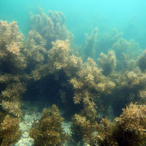 海藻到底是不是植物