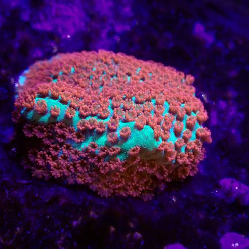 珊瑚是动物还是植物